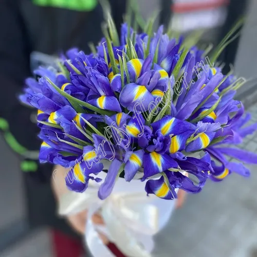 Крестабелла