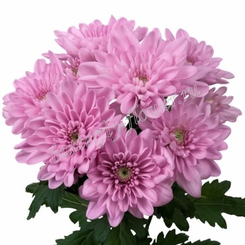 Baltica Pink